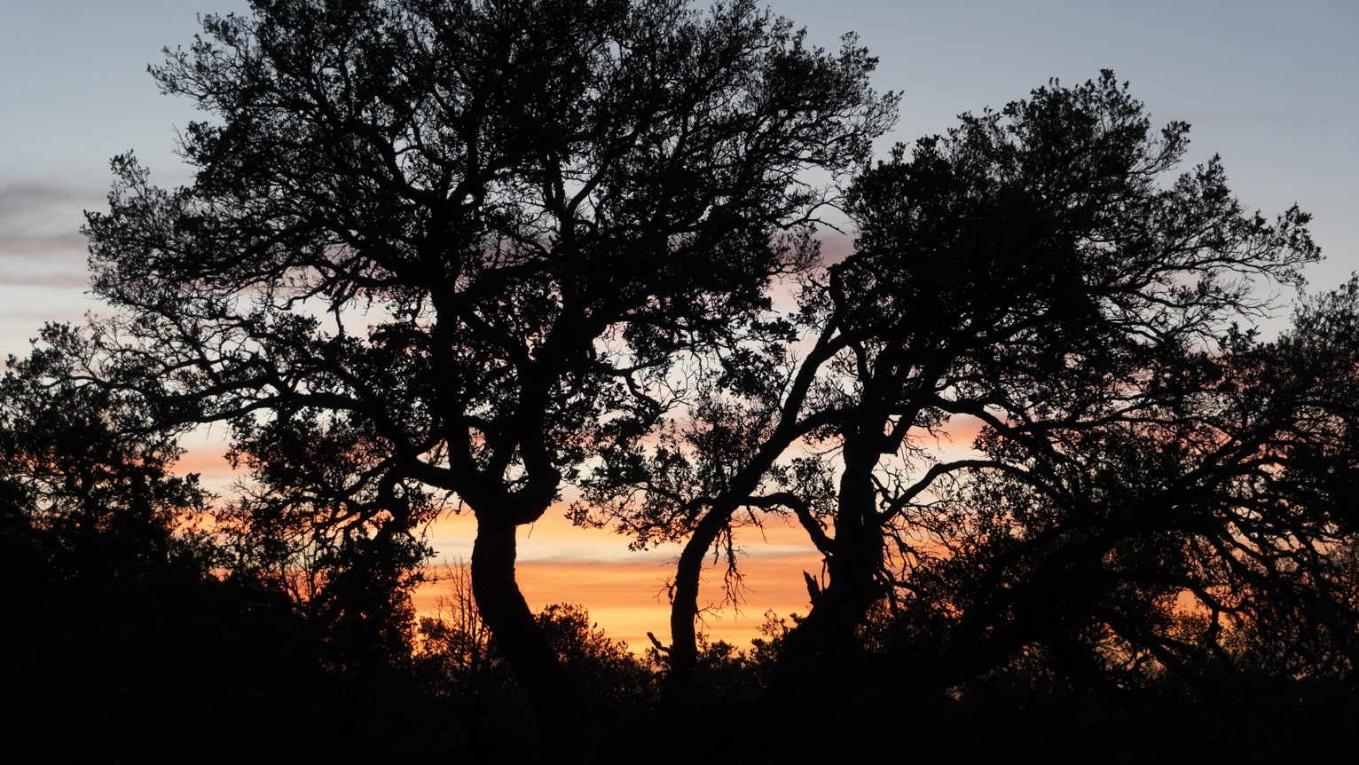 The silhouette of an oak tree in front of sunset